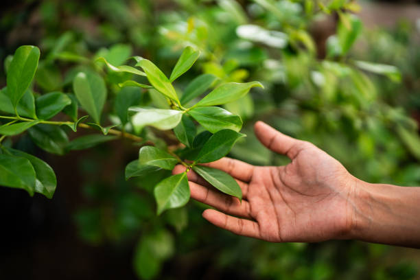 How Our Tree Care Process Works  in  Sullivan, MO